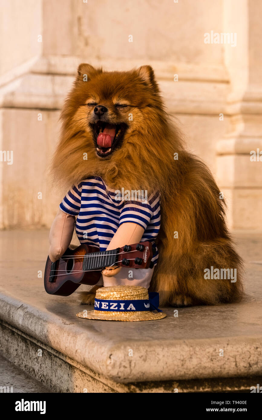 Un come suonare la chitarra musicista vestito cane, posa sull'isola di San Giorgio di Maggiore, celebra il Carnevale Veneziano Foto Stock