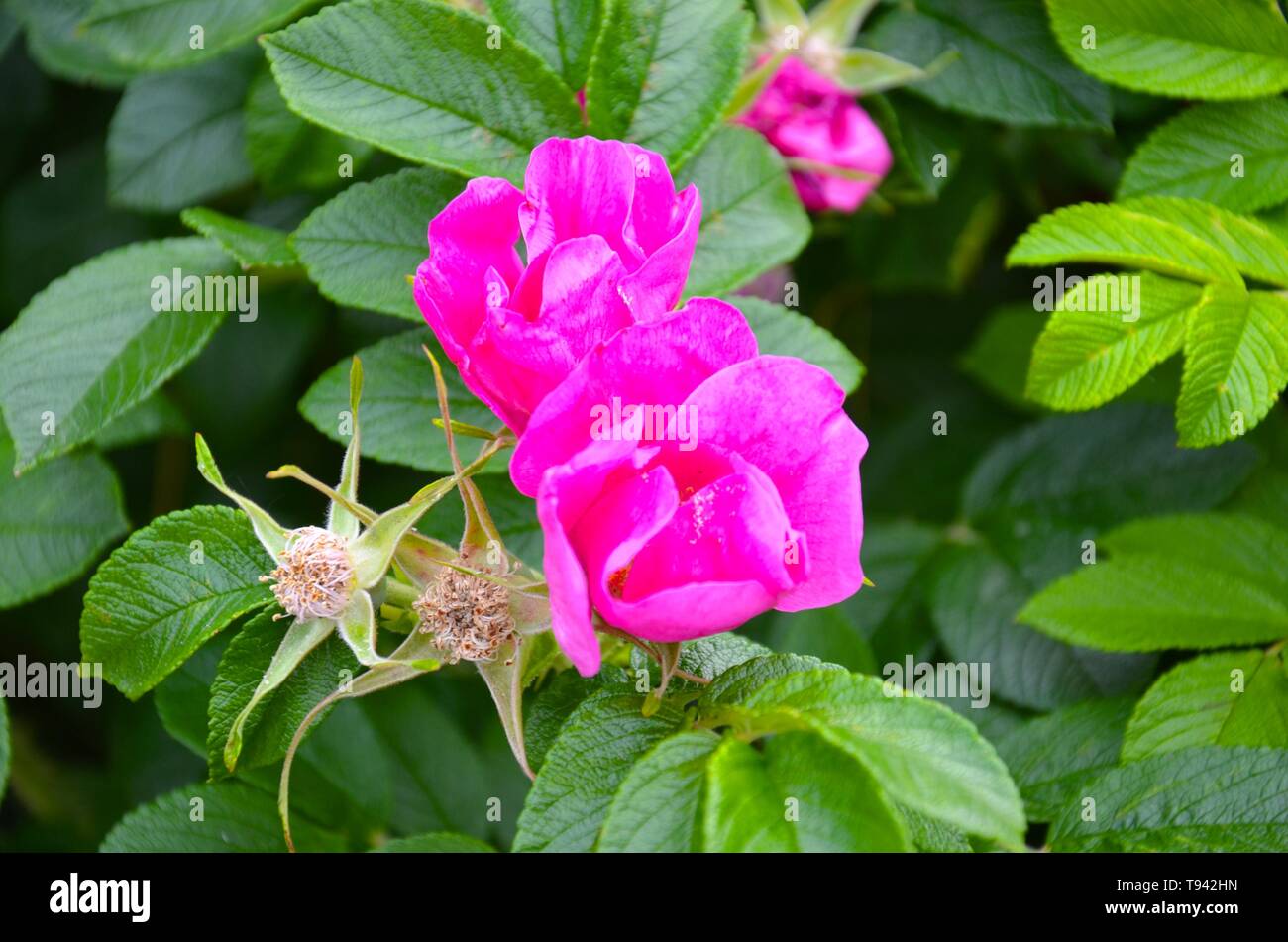 Heckenrose Sylt Foto Stock