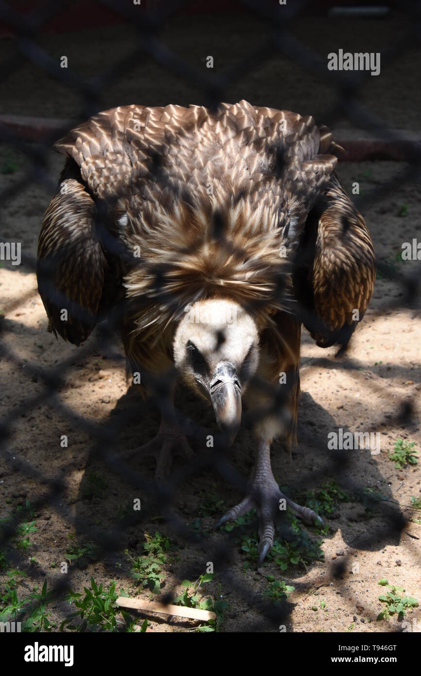 Gyps bengalensis (Gmelin, 1788) o il Bengala Vulture o bianco-rumped vulture a Alipore Zoological Garden in Kolkata, India. Foto Stock