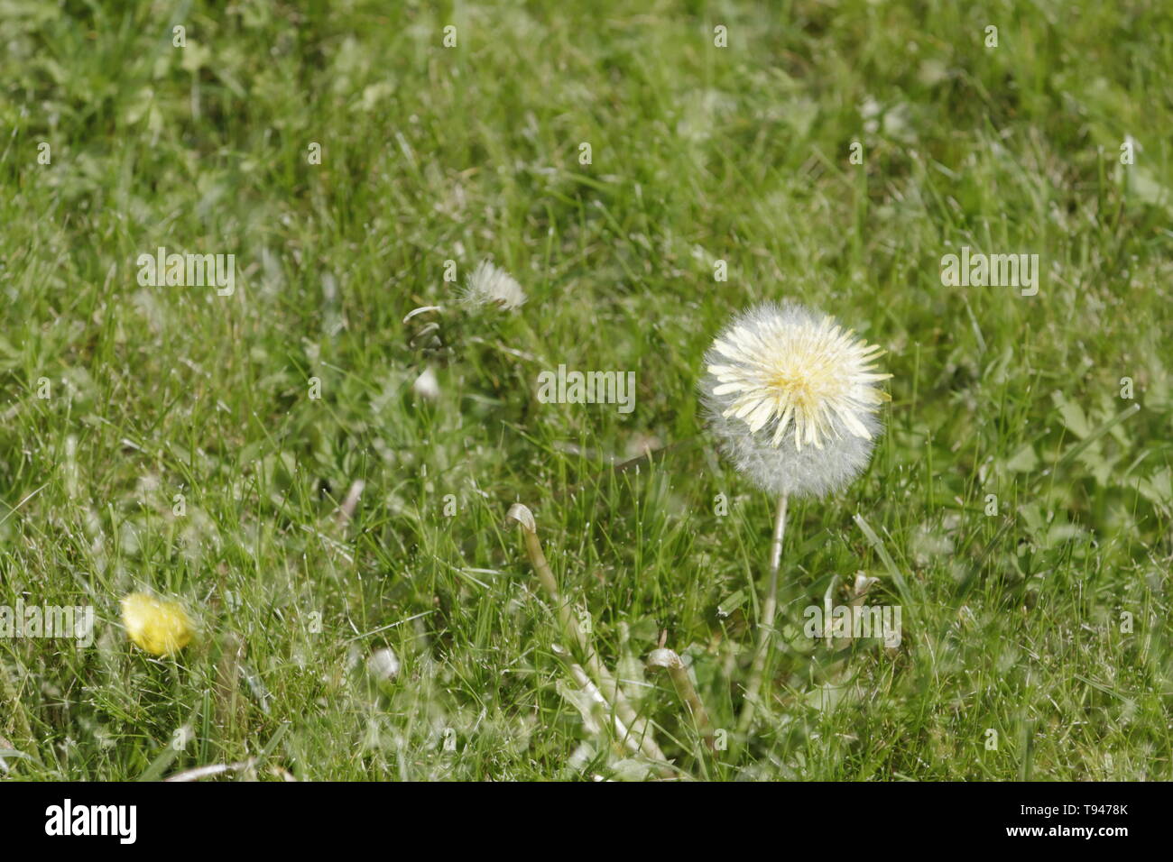 Semi di tarassaco fluffies fragile e un fiore di tarassaco in una foto. La doppia esposizione, due foto in una foto Foto Stock