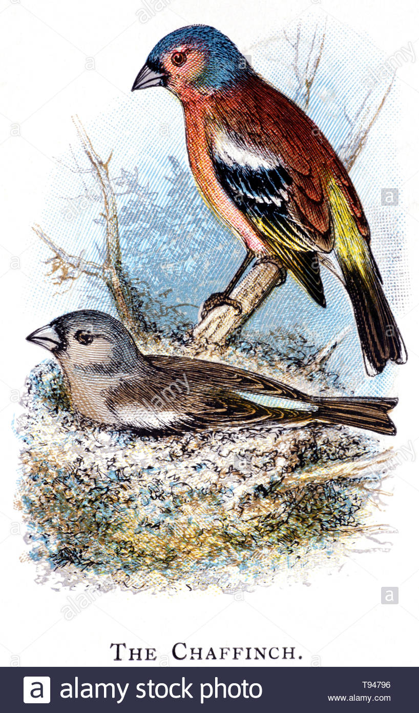 Comune (fringuello Fringilla coelebs) al nido, illustrazione vintage pubblicato in 1898 Foto Stock