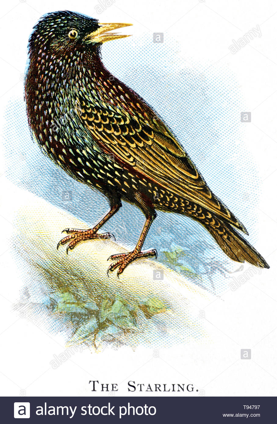 Starling comune (Sturnus vulgaris), Illustrazione vintage pubblicato in 1898 Foto Stock