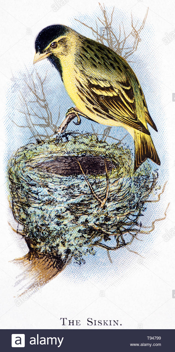 Comune (Lucherino Carduelis spinus) al nido, illustrazione vintage pubblicato in 1898 Foto Stock