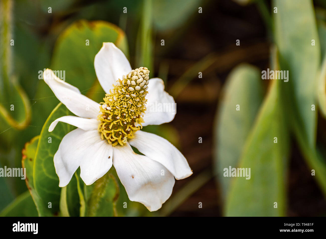 Yerba Mansa (Anemopsis californica) di fiori selvaggi che fiorisce in riva lago Park di Mountain View, San Francisco Bay Area, California Foto Stock