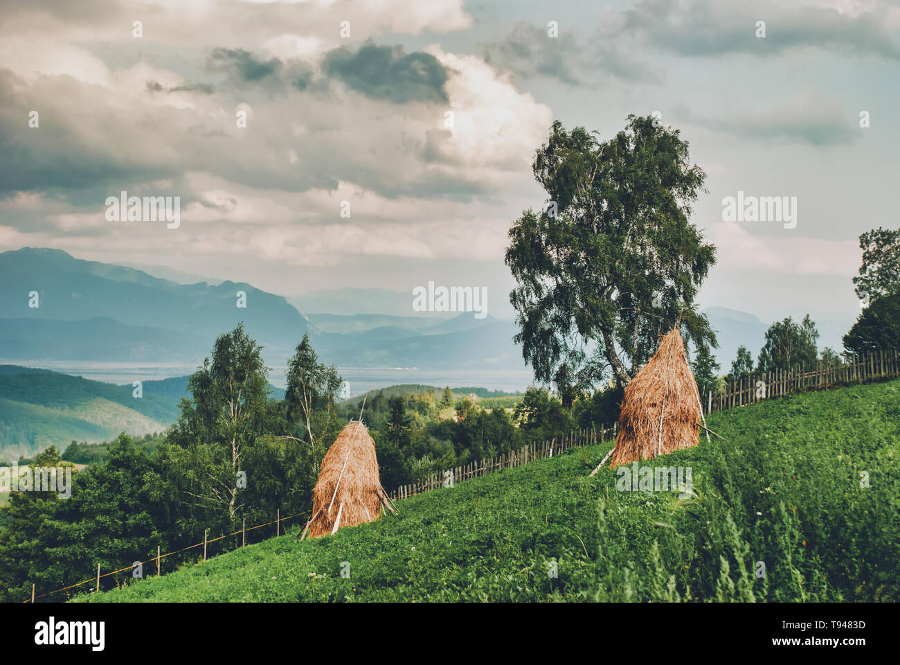Il paesaggio rurale e l'agricoltura ecologica. erba incontaminata sulla cima della montagna Foto Stock