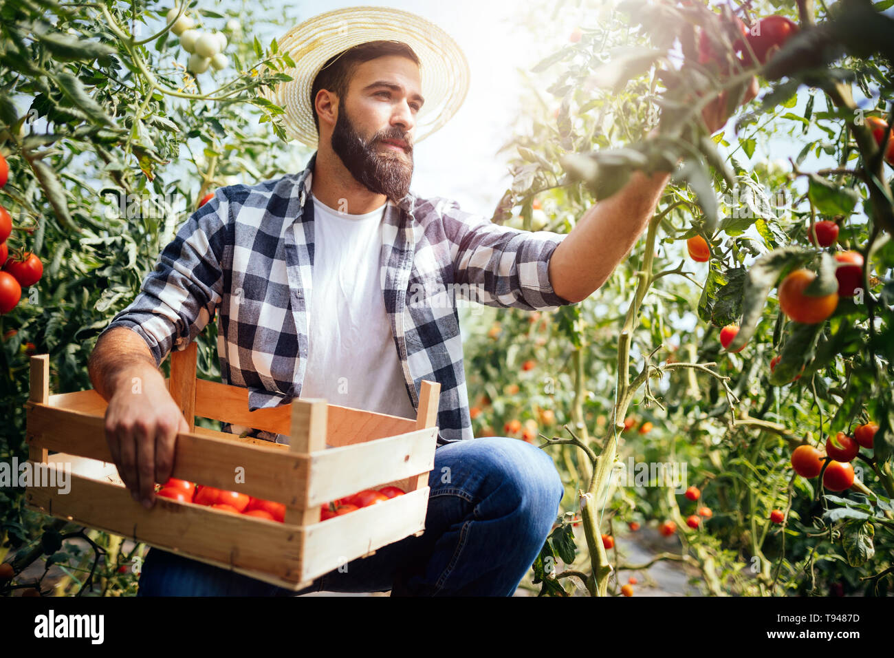 L'agricoltore maschio raccolta di pomodori freschi dal suo giardino in serra Foto Stock