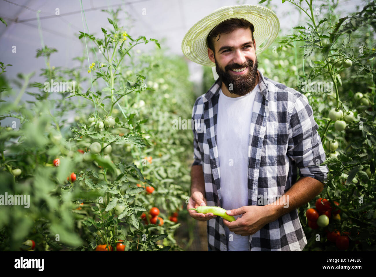 L'agricoltore caucasica picking paprika dal suo giardino in serra Foto Stock