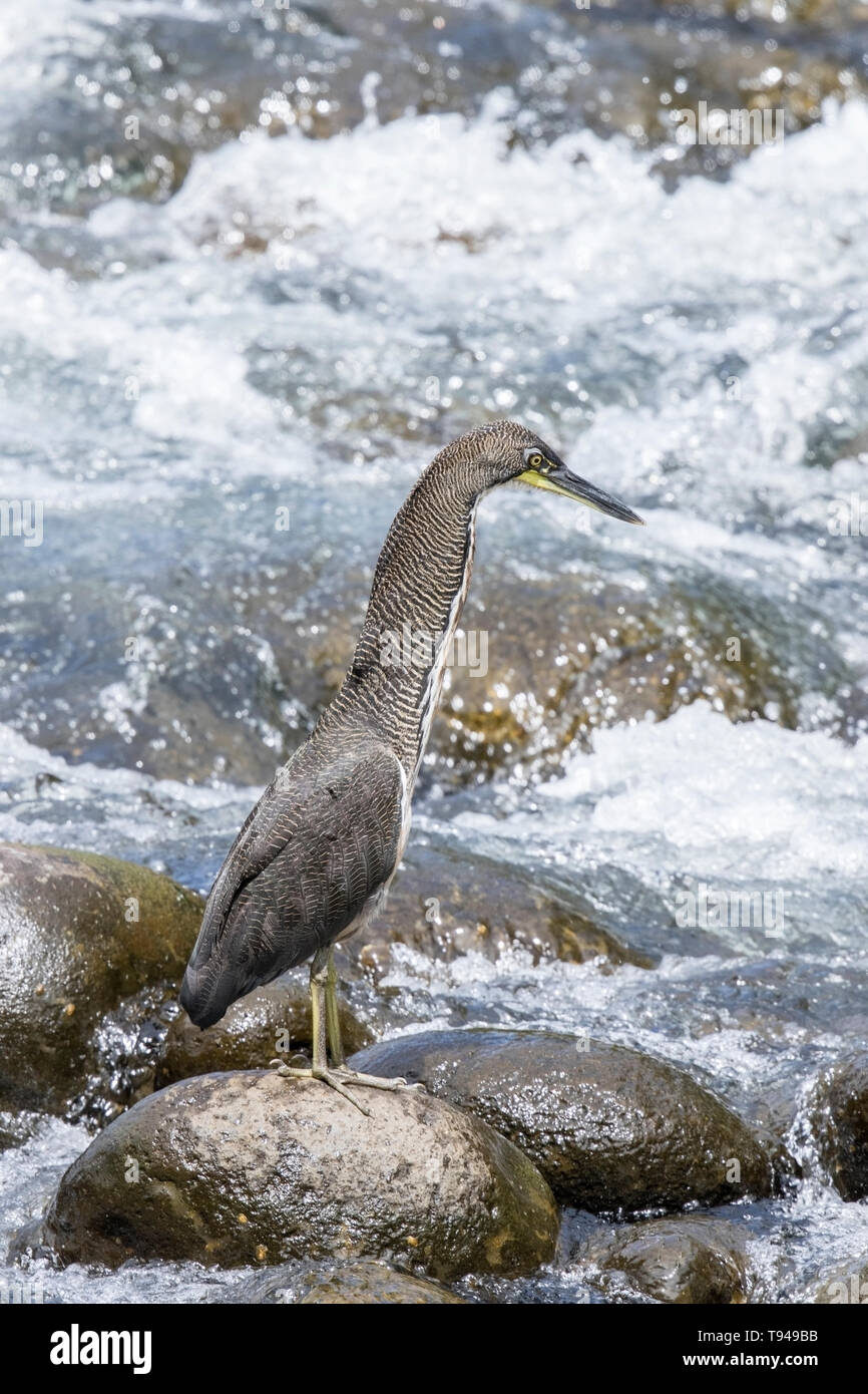 Fasciated Tiger Heron, Selva Verde, Costa Rica 27 Marzo 2019 Foto Stock