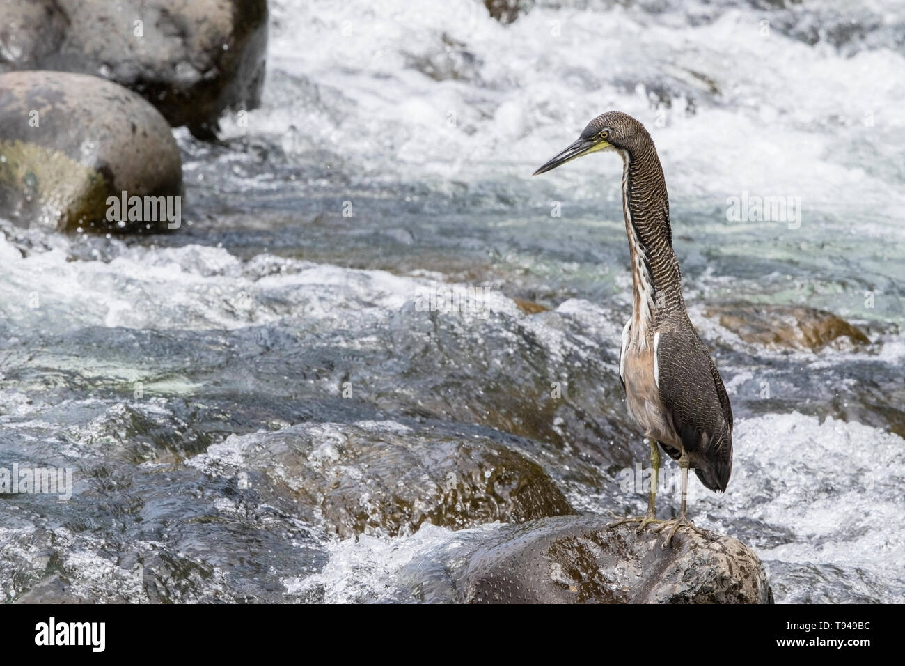 Fasciated Tiger Heron, Selva Verde, Costa Rica 27 Marzo 2019 Foto Stock
