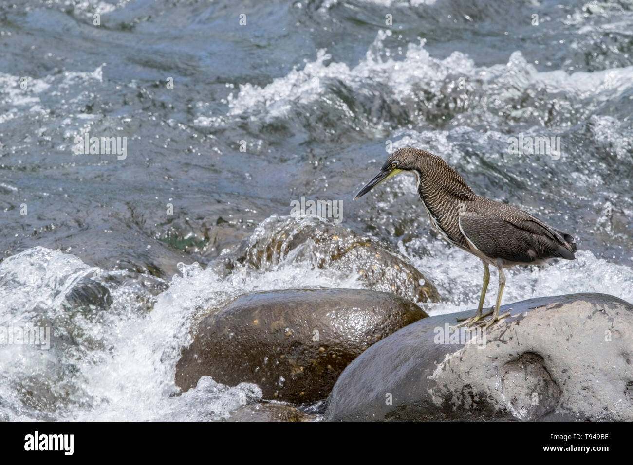 Fasciated Tiger Heron, Selva Verde, Costa Rica 27 Marzo 2019 Foto Stock