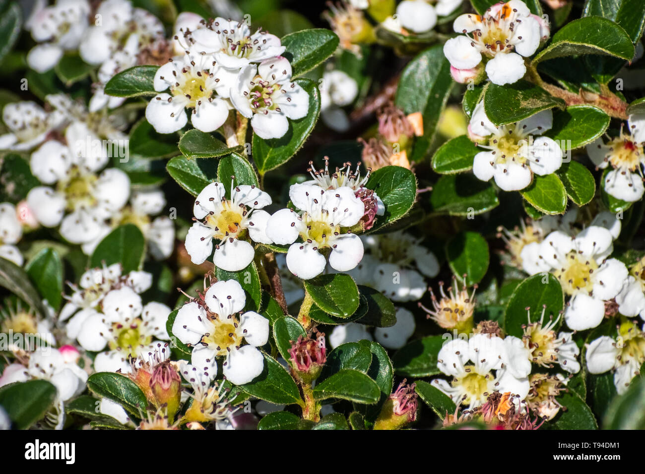 Uva ursina cotoneaster (Cotoneaster dammeri) arbusto, nativo del centro e del sud della Cina e naturalizzato in Europa Foto Stock