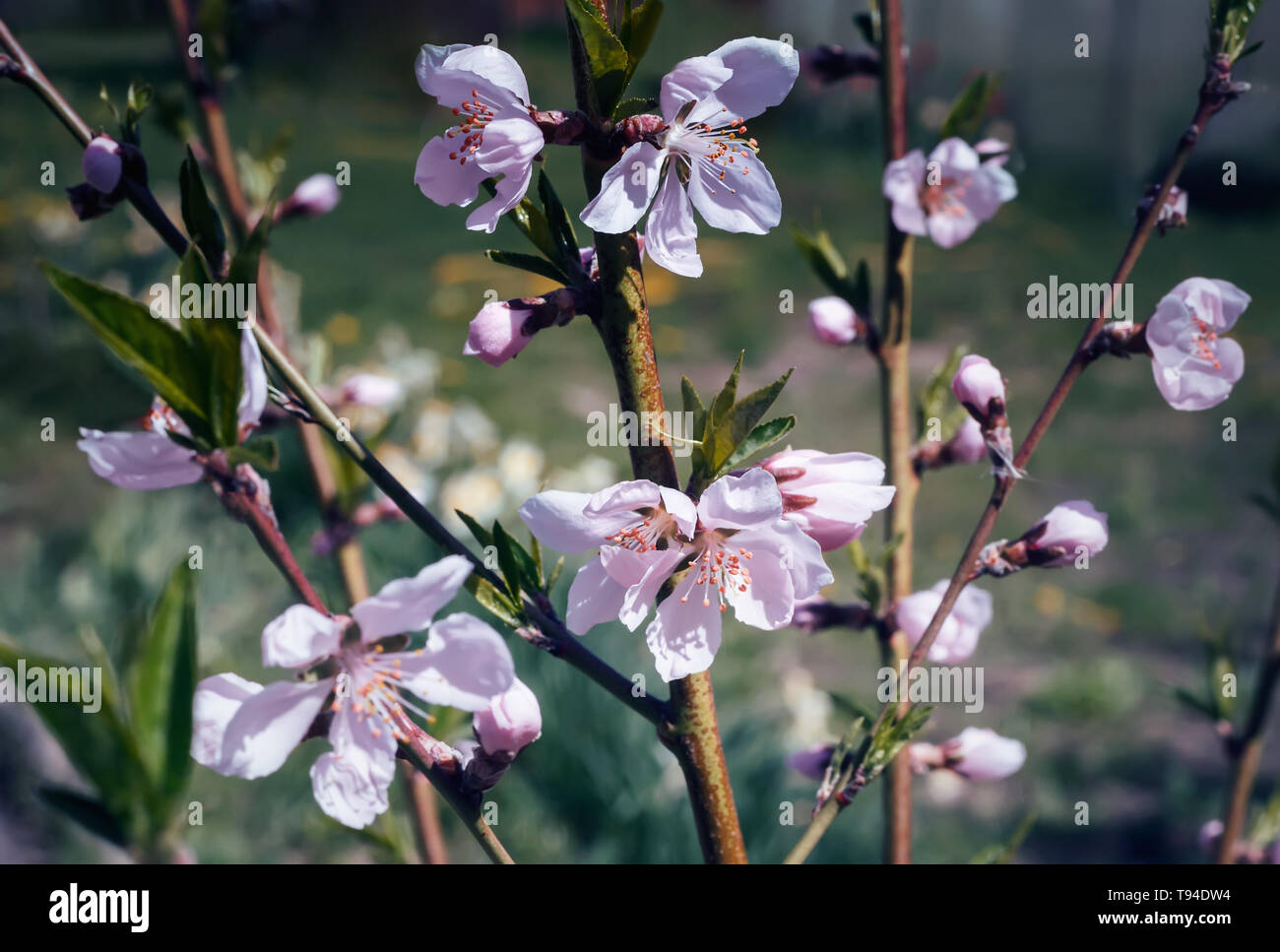 Nel giardino sui rami di pesco ci sono molte belle bianco e fiori di colore rosa. Foto Stock