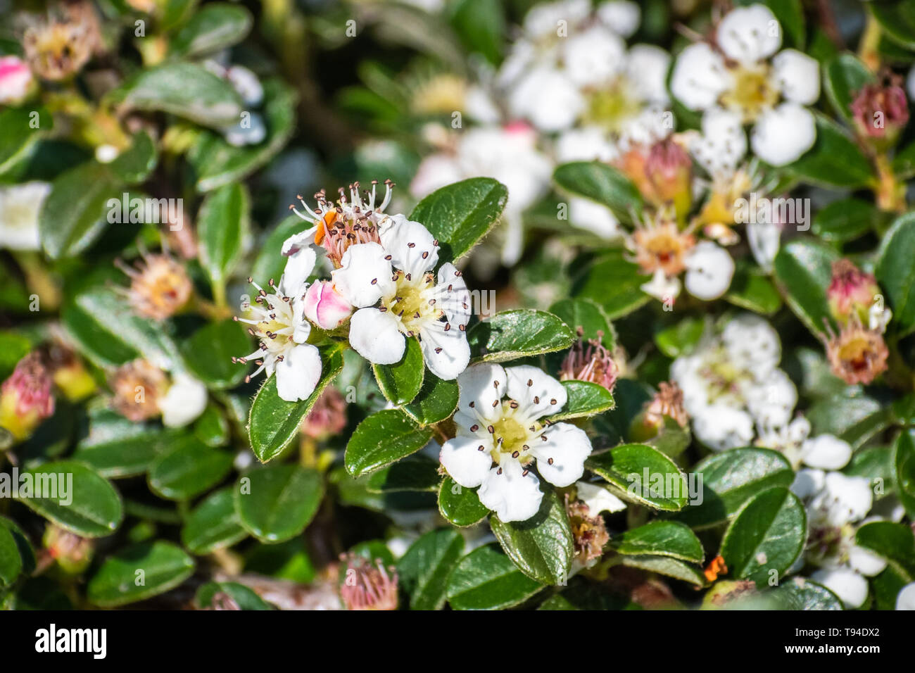 Uva ursina cotoneaster (Cotoneaster dammeri) arbusto, nativo del centro e del sud della Cina e naturalizzato in Europa Foto Stock