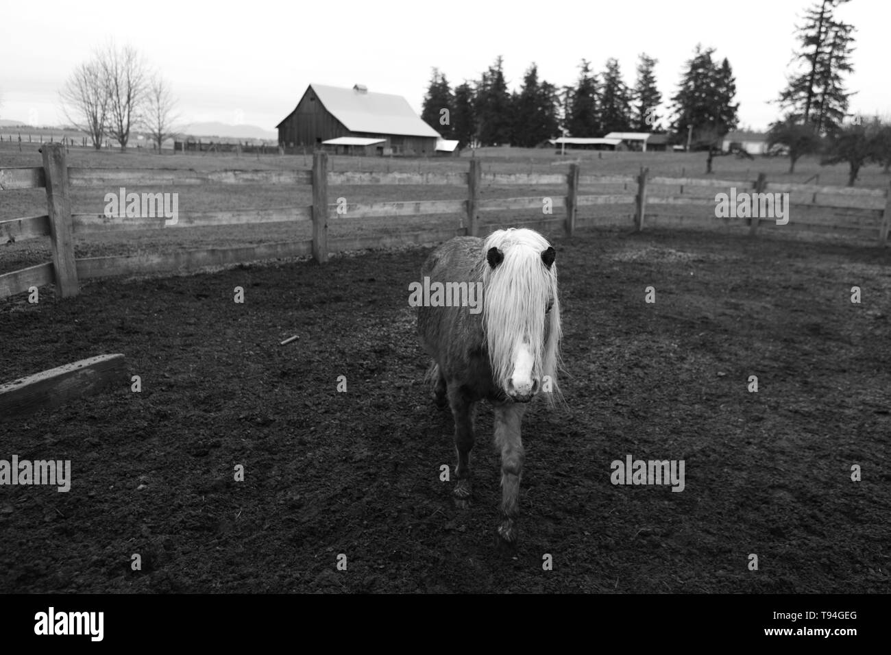Un bel pony giovane in una fattoria Foto Stock