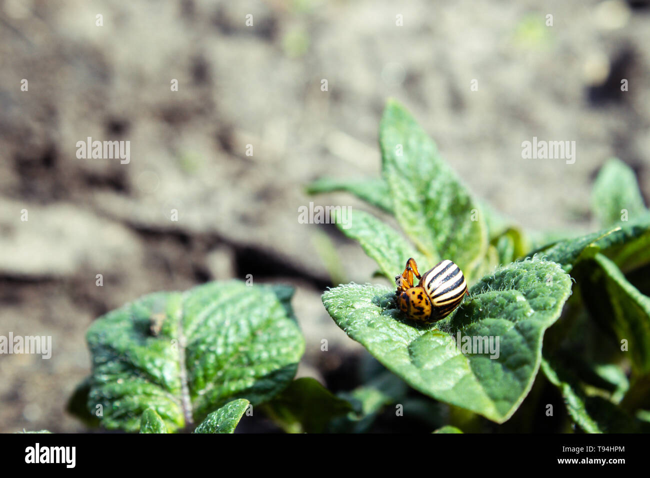 Close-up di Colorado potato beetle sul verde foglie giovani di patate Foto Stock