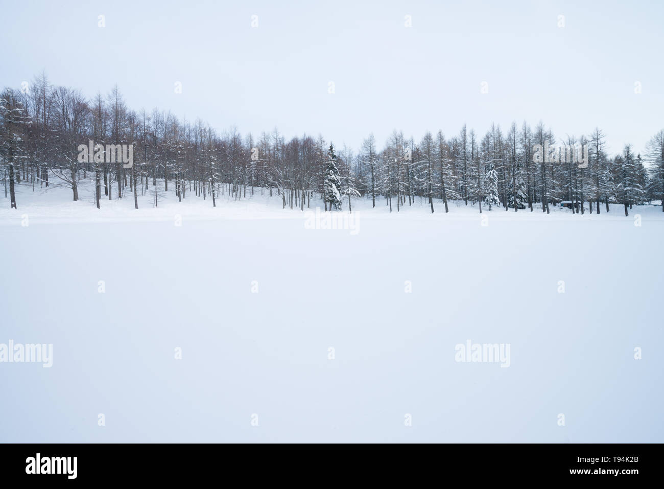 Inverno foresta con faggi e Pinophyta coperto con il bianco della neve. Paesaggio invernale. Scena invernale in montagna, Monte Cimone, Appennino settentrionale Foto Stock