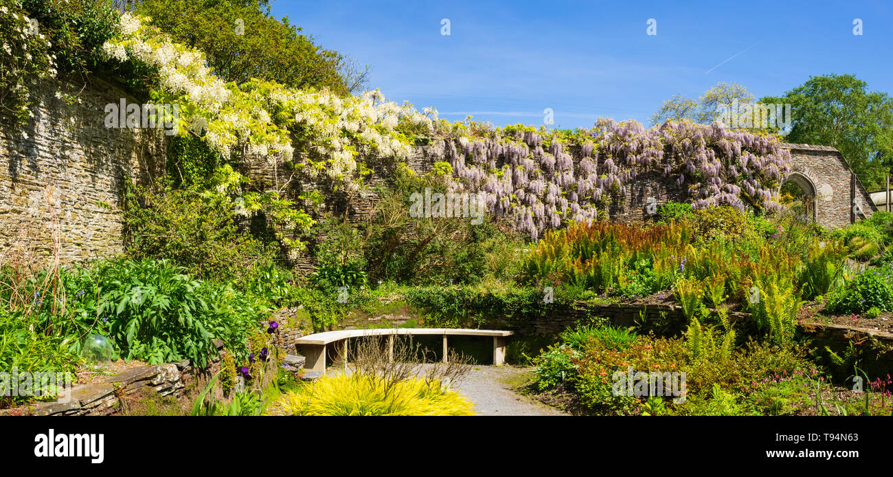Il Glicine floribunda e W.sinensis "Alba" vestire le pareti sopra il Sunken garden al Garden House, Buckland Monachorum, Devon Foto Stock