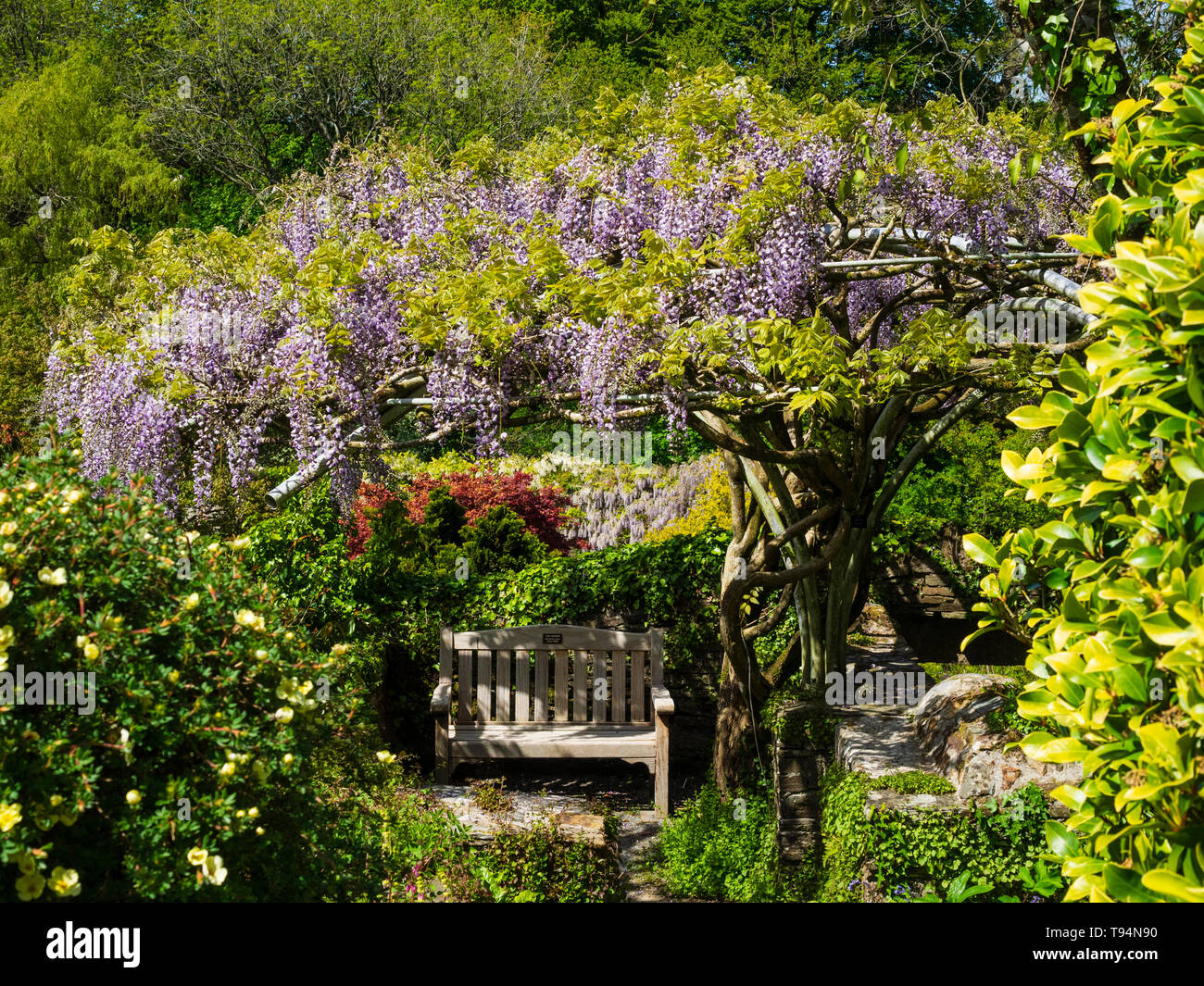 Il Glicine floribunda 'Burford' cresce su un quadro al di sopra di una zona salotto presso il Garden House, Buckland Monachorum, Devon Foto Stock