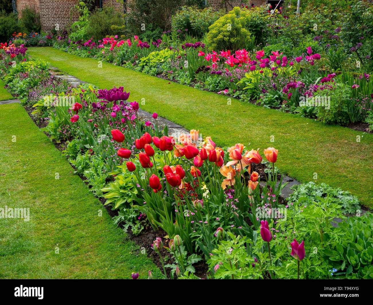 Chenies Manor House Sunken garden nel maggio con vivaci tulip varietà in una prospettiva diagonale con prato, percorso, piante perenni; rosa, viola e malva. Foto Stock