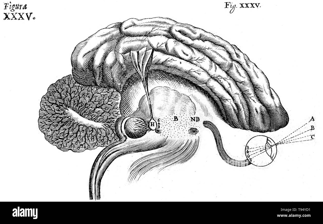 Diagramma storico del cervello, che mostra il processo di vista, da rene Descartes. Il sistema nervoso, 1662. Foto Stock