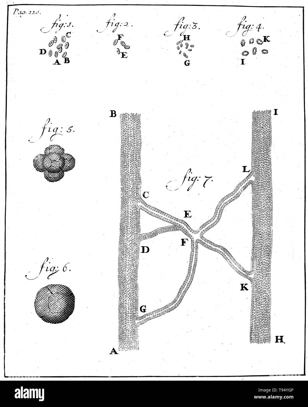 I corpuscoli sanguigni, Anthony van Leeuwenhoek, 1719. Silografia che mostra gli spermatozoi di coniglio (figg. 1-4) e cane (figg. 5-8), osservate e disegnata da Anthony van Leeuwenhoek, 1677. Leeuwenhoek (1632-1723) era un scienziato olandese, ora considerato il primo microbiologo. Egli è meglio conosciuto per il suo lavoro sul miglioramento del microscopio e per i suoi contributi verso lo stabilimento di microbiologia. Foto Stock