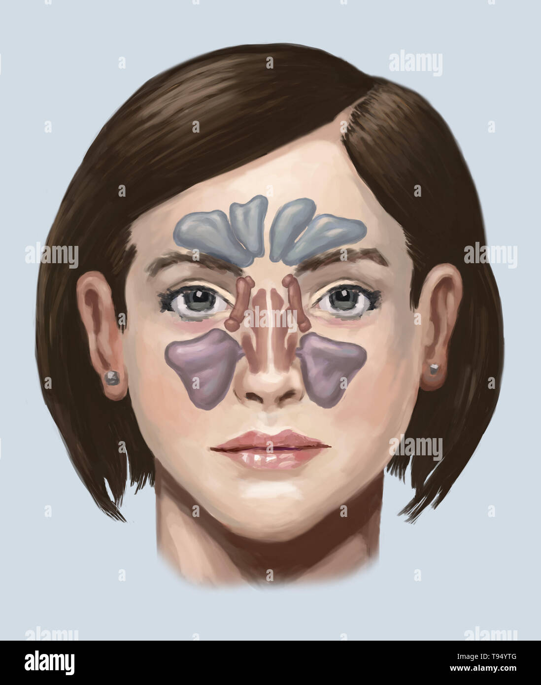 Illustrazione dei seni. Da cima a fondo, essi includono: seno frontale, il sphenoidal sinus, la sinusite etmoide sinusale e del seno mascellare. Foto Stock