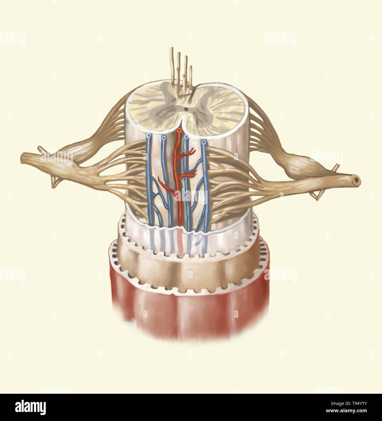 Il midollo spinale è formato da una corda di tessuto nervoso più di 16 pollici (40 cm) in lunghezza situato nel canale vertebrale, all'interno della colonna vertebrale. Esso spazia dal bulbo spinale alla seconda vertebra lombare ed è esteso da un insieme di fibre nervose, la cauda equina. Composto da motore e neuroni sensoriali, midollo spinale garantisce la trasmissione di messaggi tra i nervi spinali e il cervello, oltre ad essere un centro di riflesso. Foto Stock
