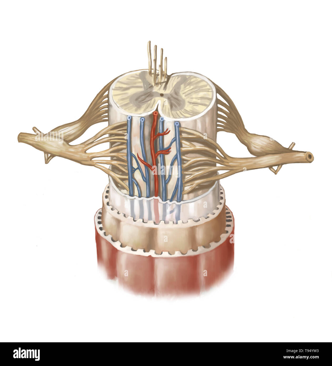Il midollo spinale è formato da una corda di tessuto nervoso più di 16 pollici (40 cm) in lunghezza situato nel canale vertebrale, all'interno della colonna vertebrale. Esso spazia dal bulbo spinale alla seconda vertebra lombare ed è esteso da un insieme di fibre nervose, la cauda equina. Composto da motore e neuroni sensoriali, midollo spinale garantisce la trasmissione di messaggi tra i nervi spinali e il cervello, oltre ad essere un centro di riflesso. Foto Stock
