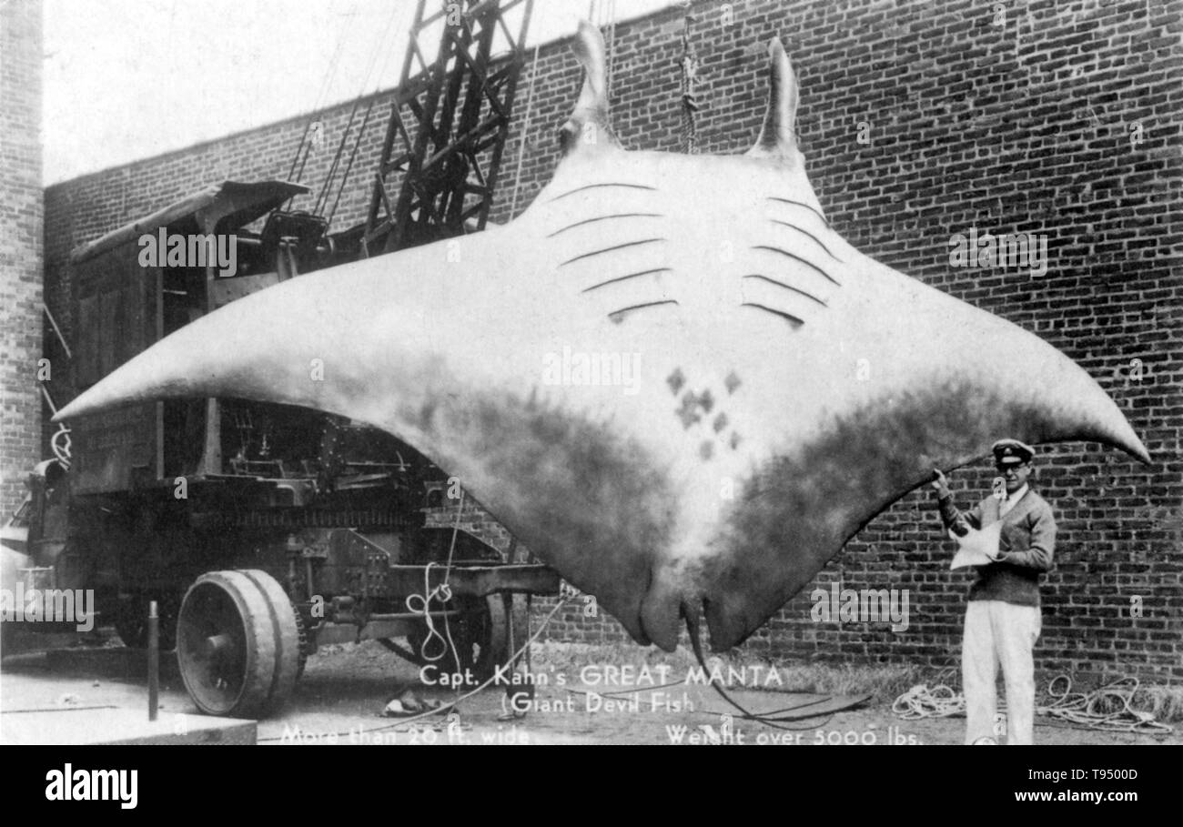 Capitano Kahn grande MANTA, più di venti metri di larghezza, peso oltre 5000 libbre, Garraway County, Rutherford, New Jersey, 1933. Una cartolina è un pezzo rettangolare di carta spessa o di cartone sottile destinato alla scrittura e mailing senza busta. Le cartoline sono state fatte perché le persone sono state cercando un modo più facile per inviare Quick Notes. Cartoline, in forma di governo carte postali e stampati privatamente le cartoline ricordo, divenne molto popolare come un risultato della Columbian Exposition, tenutosi a Chicago nel 1893, dopo cartoline con gli edifici erano stati distribuiti in fiera. Foto Stock