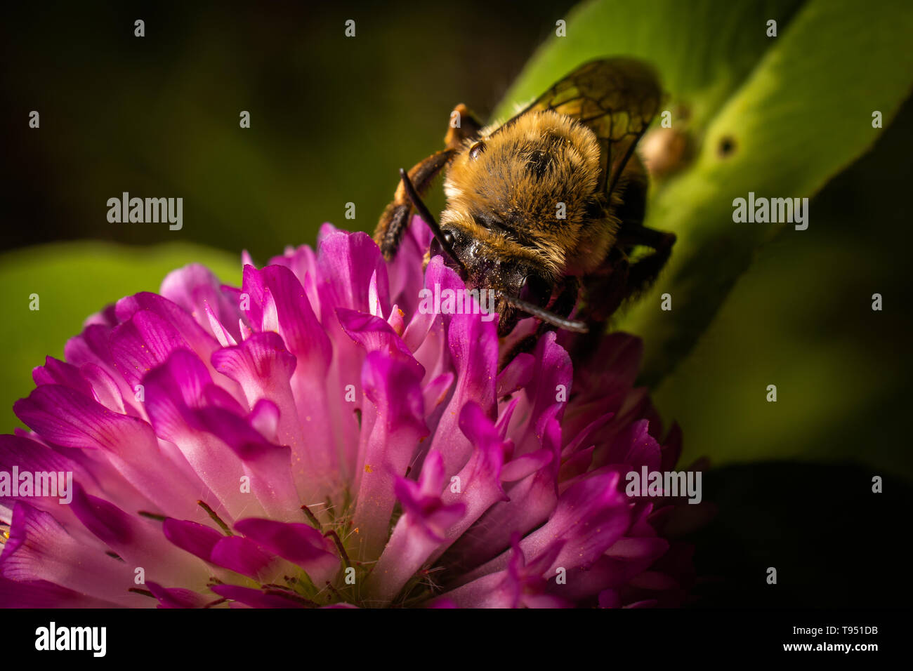 Un bumblebee ricerca di polline su un trifoglio rosso bloom. Foto Stock