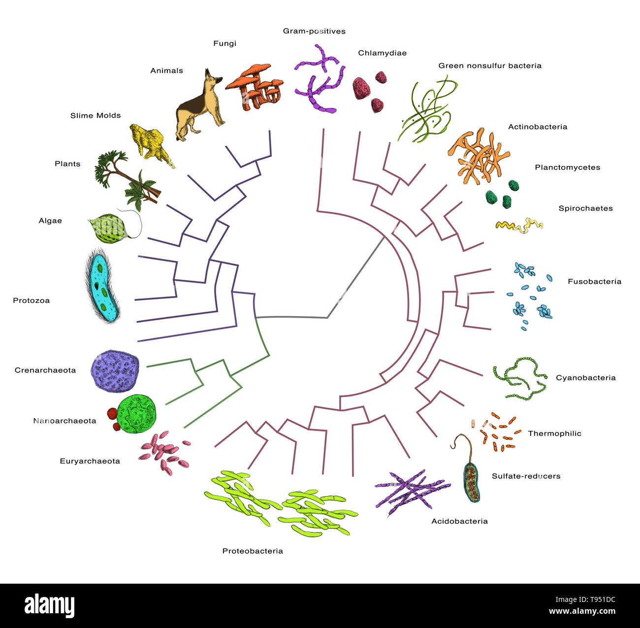 (Filogenetiche o evolutivo albero), che mostra rapporti evolutivi tra le varie specie, per la maggior parte dei batteri. Foto Stock