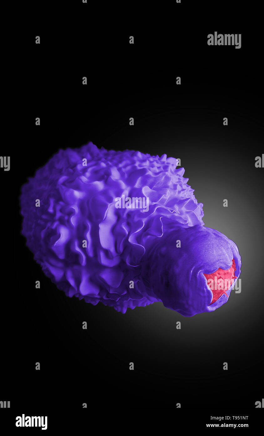 Artista il modello di una cellula dendritica travolgendo un infettati da HIV di cellule T. Una cellula dendritica è un antigene leucocitario di presentazione trovata nella pelle, mucosa, e i tessuti linfoidi che avvia una risposta immunitaria primaria mediante la attivazione di linfociti e la secrezione di citochine. Una cella che ha processi di ramificazione. Sulla base di tre-dimensionale di fascio focalizzato di ioni scanning electron microscopy (FIB-SEM) dati. Creato da Donald Bliss (NLM) e Sriram Subramaniam 2012. Questa immagine è stato colorizzato. Foto Stock