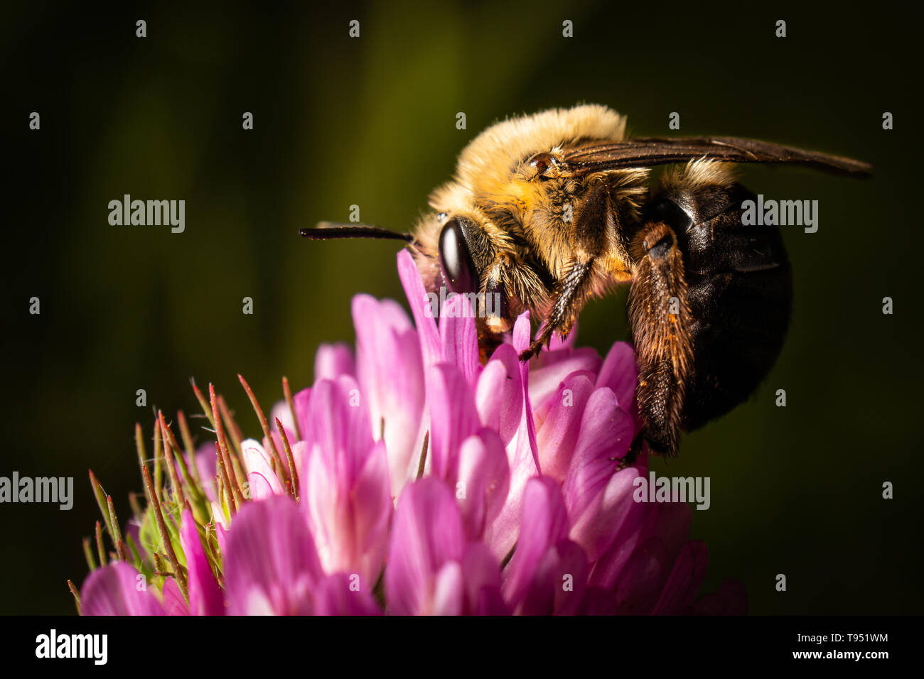 Un bumblebee ricerca di polline su un trifoglio rosso bloom. Foto Stock