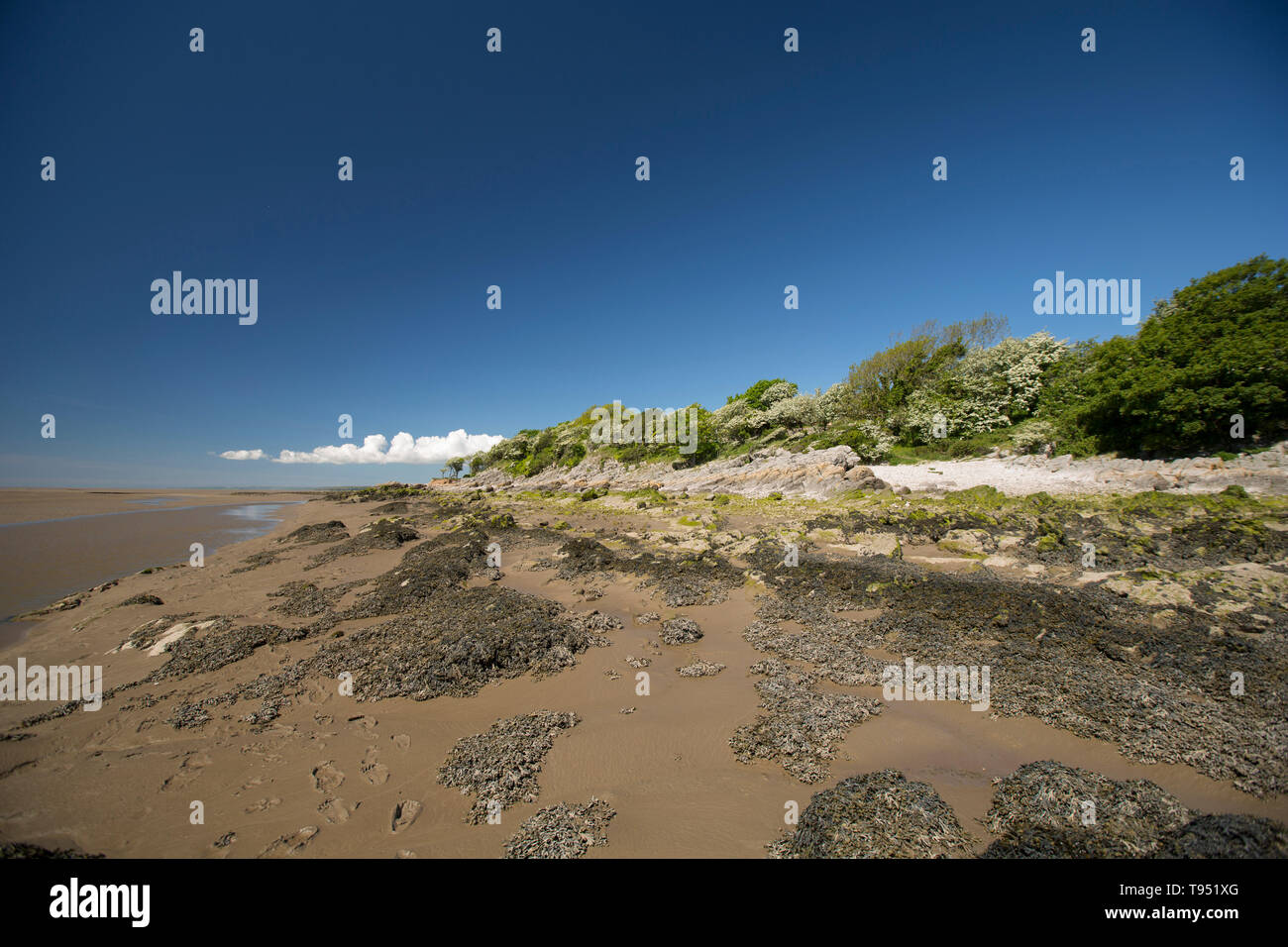 Una vista vicino a Jenny Brown del punto a bassa marea nei pressi del villaggio di Silverdale vicino al bordo di Morecambe Bay. La baia è nota per la sua potente t Foto Stock