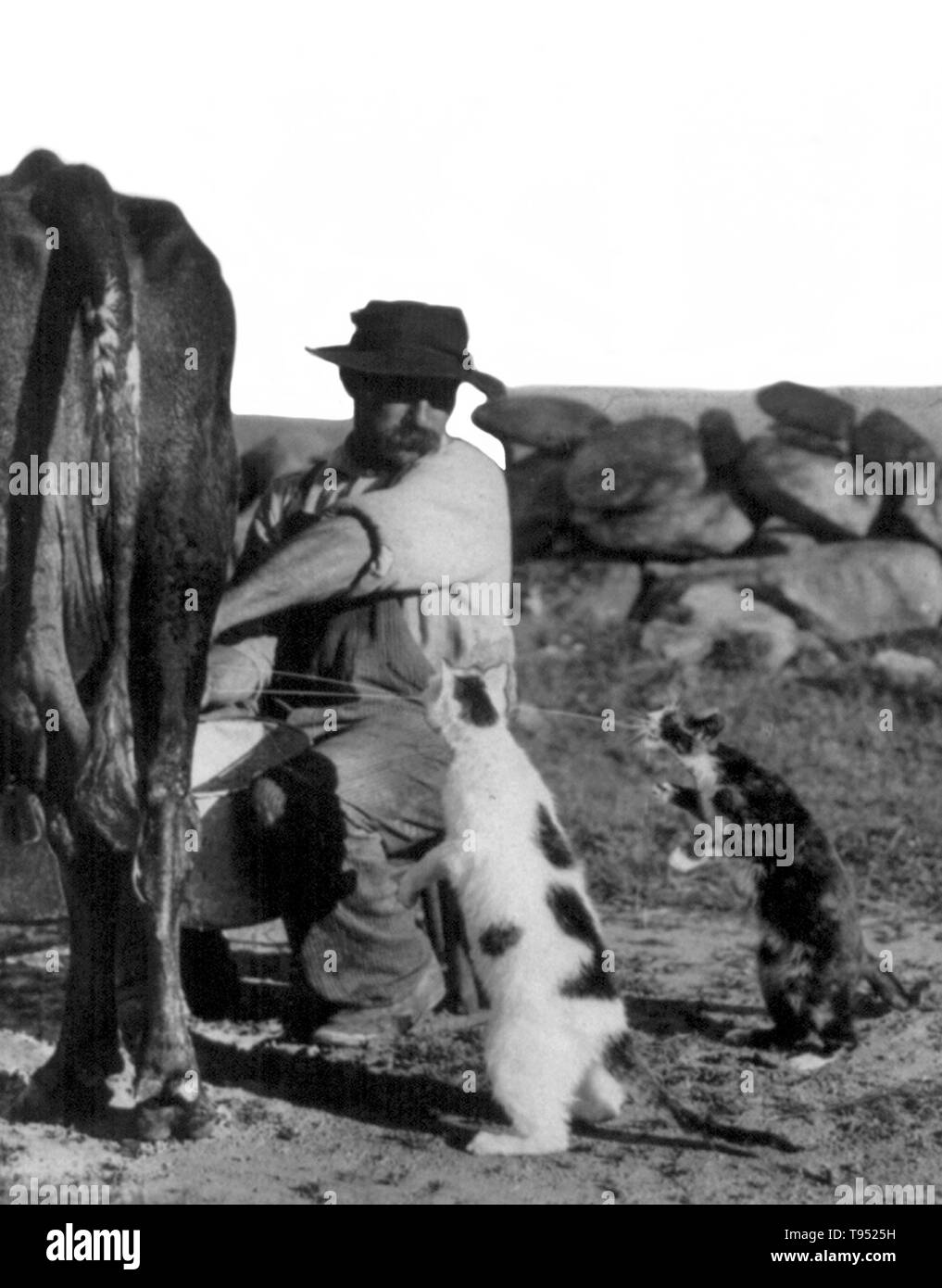 Titolo: "produttore al consumatore" mostra l'uomo, in Milford, New Hampshire, la mungitura di una mucca e spremendo il latte alla bocca dei due gatti in piedi sulle zampe posteriori. La mungitura è l'atto di rimozione del latte dalle ghiandole mammarie di bestiame bovino, bufalo indiano di acqua, capre, pecore e più raramente cammelli, cavalli e asini. La mungitura può essere fatto da mano o da macchina e richiede l'animale ad essere attualmente o recentemente in stato di gravidanza. Il milker può riferirsi sia all'animale che produce latte o la persona che latti di detto animale. Fotografata da J. P. Proctor, 1909. Foto Stock