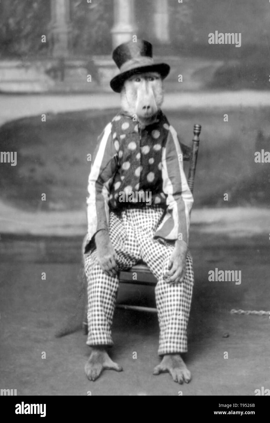 Titolo: "babbuino vestito come un essere umano." fotografato di A.B. Costello, 1904. Foto Stock