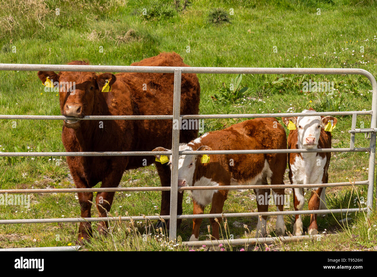 Hereford vitelli di pascolare su erba dei pascoli Foto Stock
