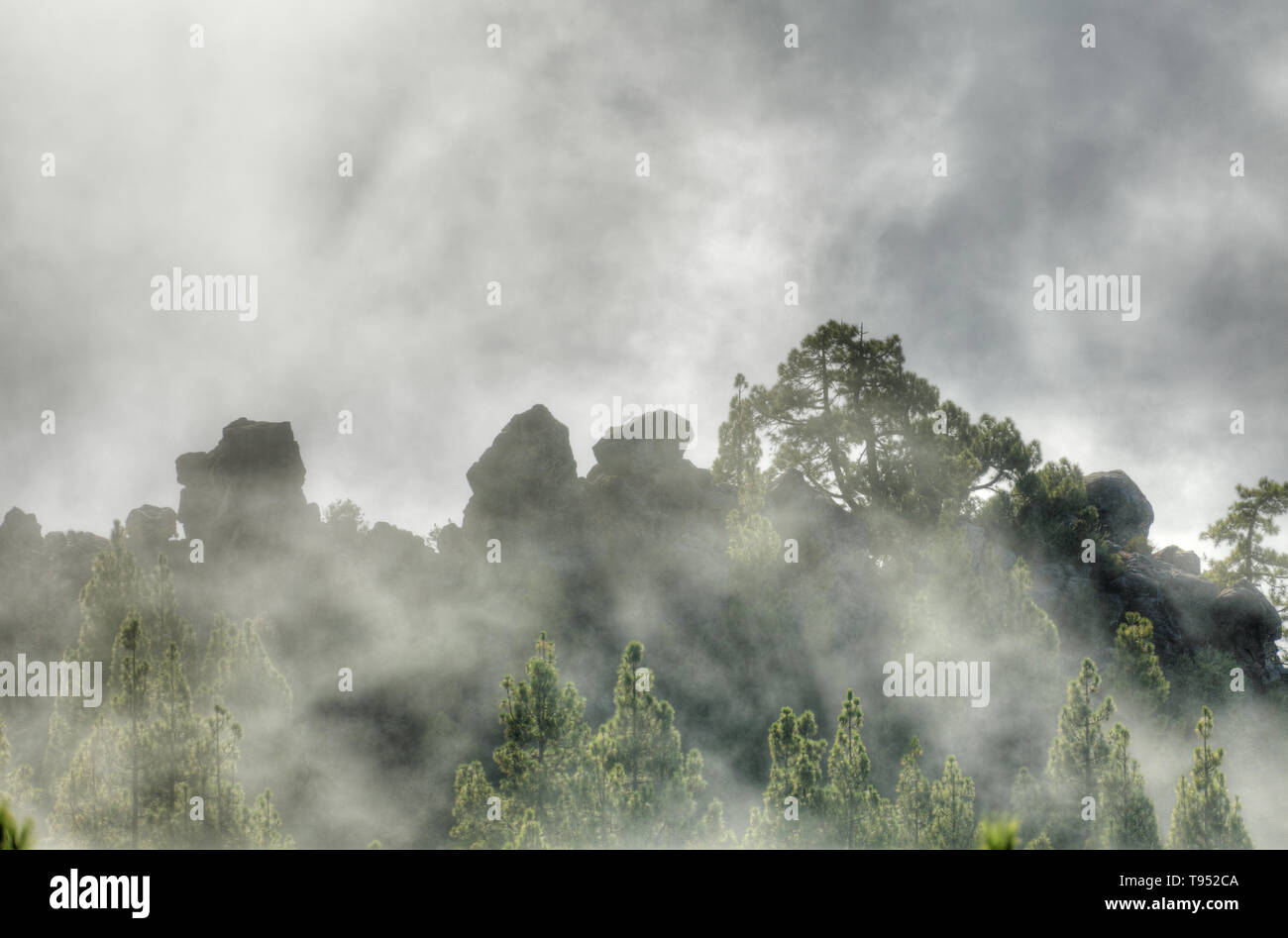 Mountain Pine Forest tra le nuvole Foto Stock