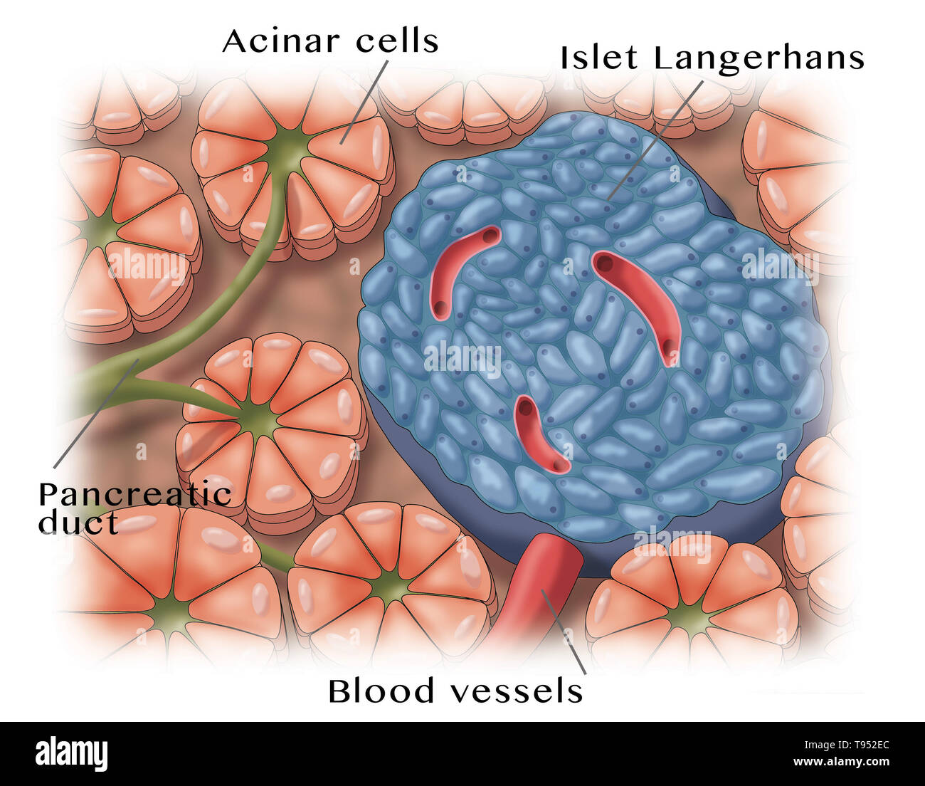 Illustrazione di isolotti pancreatici, chiamato anche gli isolotti di Langerhans, piccoli cluster di celle sparsi per tutto il pancreas. Foto Stock