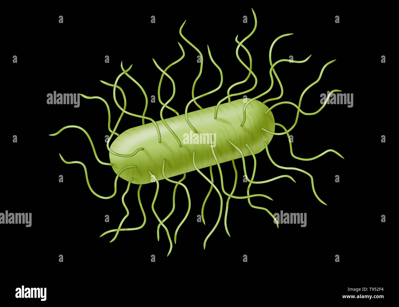Batteri E. coli. Escherichia coli è un batterio gram-negativi, facultatively anaerobica, a forma di asta, coliformi batterio del genere Escherichia che si trova comunemente nell'intestino inferiore di caldo-blooded organismi (endoterme). La maggior parte dei ceppi di E. coli sono innocui, ma alcuni sierotipi possono causare gravi intossicazioni alimentari nei loro eserciti e a volte sono responsabili per i richiami del prodotto a causa di contaminazione alimentare. Foto Stock