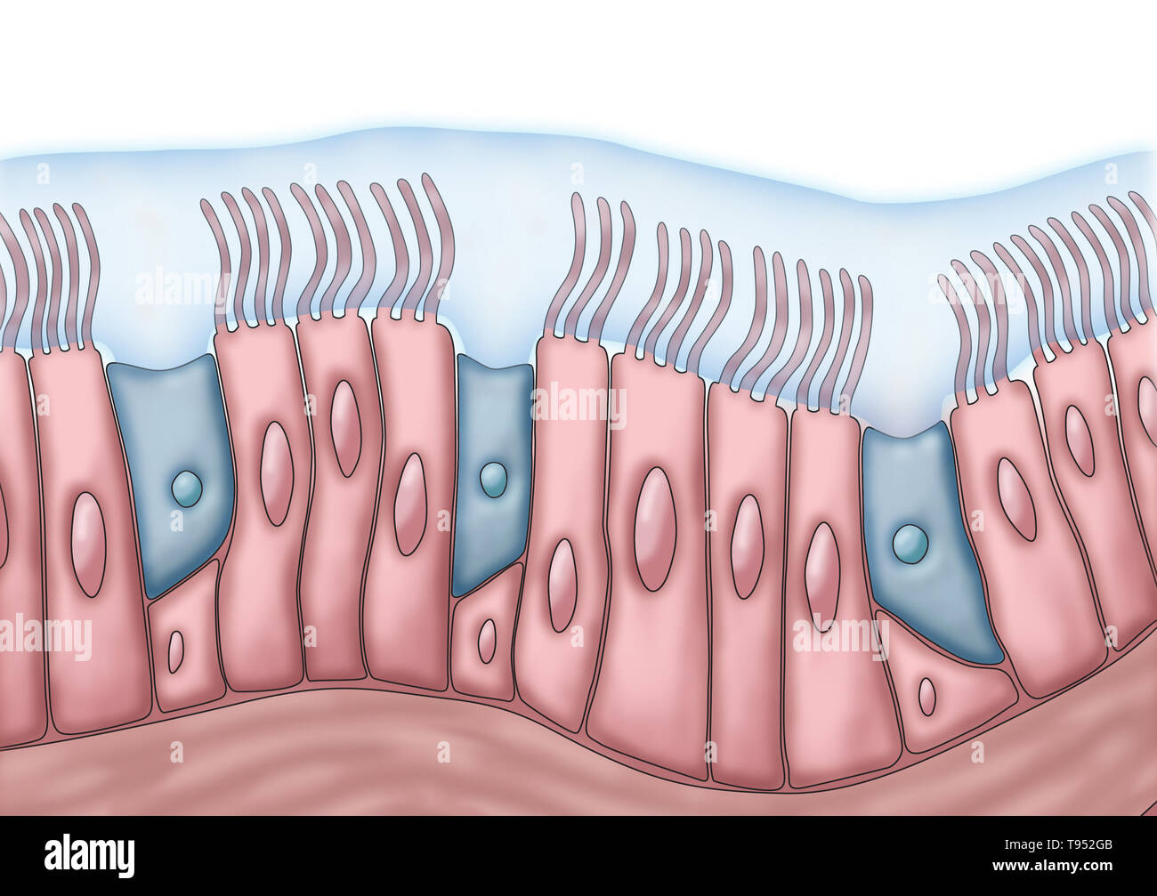 Medical illustrazione illustrante ciglia e il muco. Il ritmico movimento avanti e indietro delle ciglia sposta il muco e le particelle intrappolate, come batteri e virus, fuori dei seni. Foto Stock
