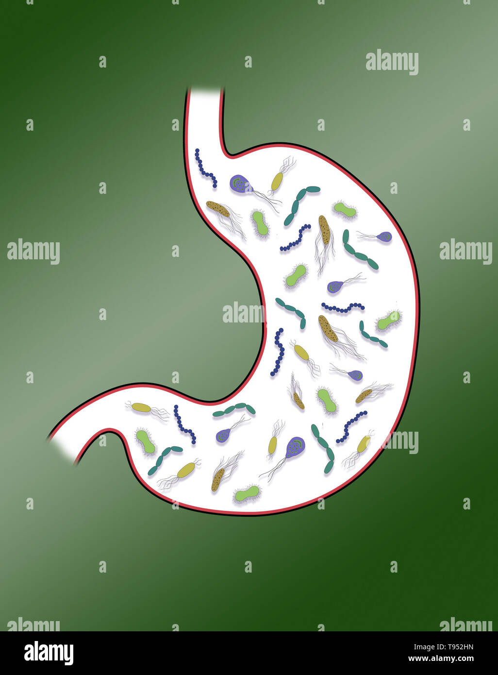 Illustrazione raffigurante batteri intestinali nello stomaco. Foto Stock