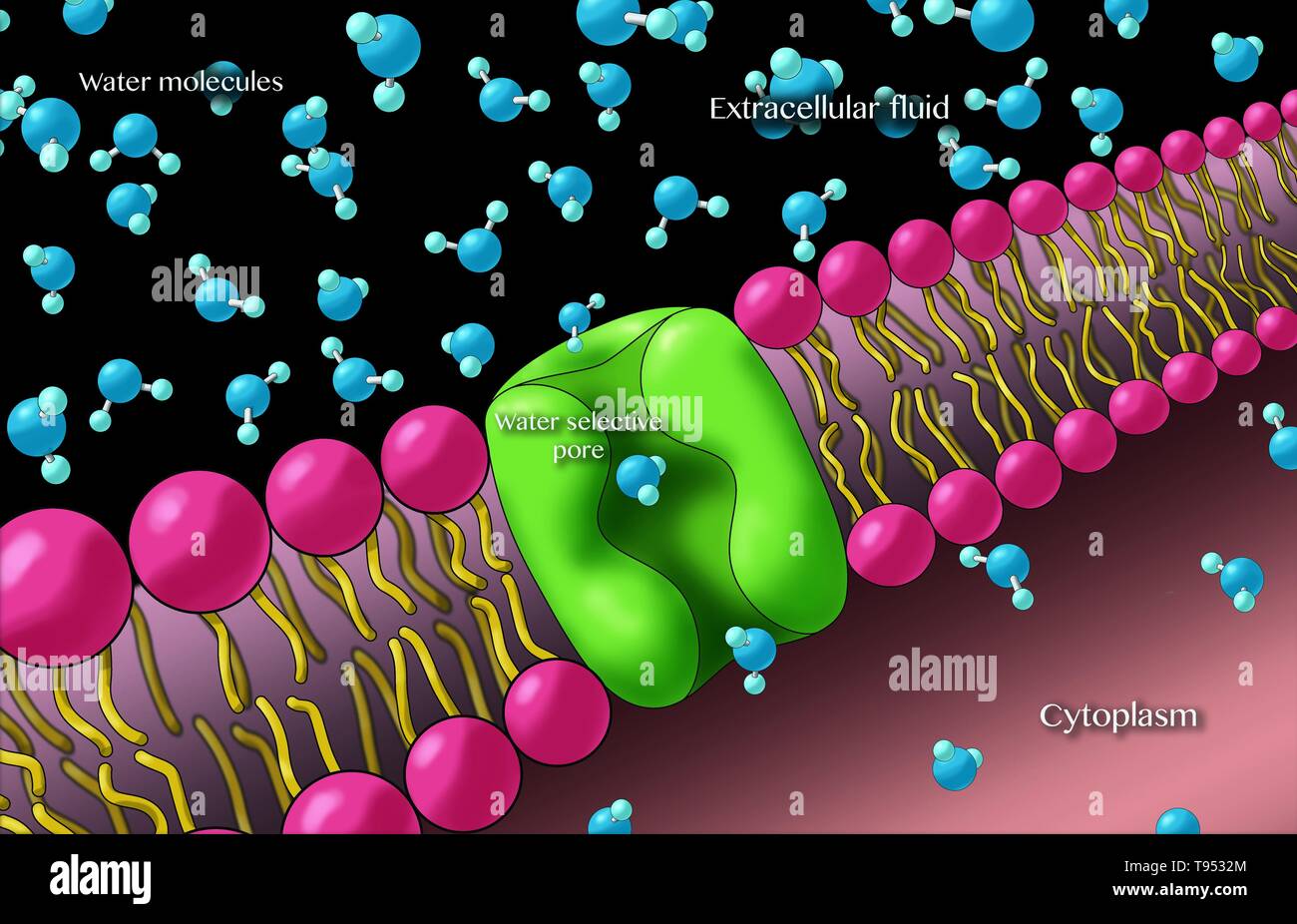 Aquaporine chiamato anche canali di acqua, sono proteine integrali di membrana da una famiglia più ampia delle principali proteine intrinseche che formano pori nella membrana delle cellule biologiche e consentire all'acqua di fluire tra le celle. Foto Stock