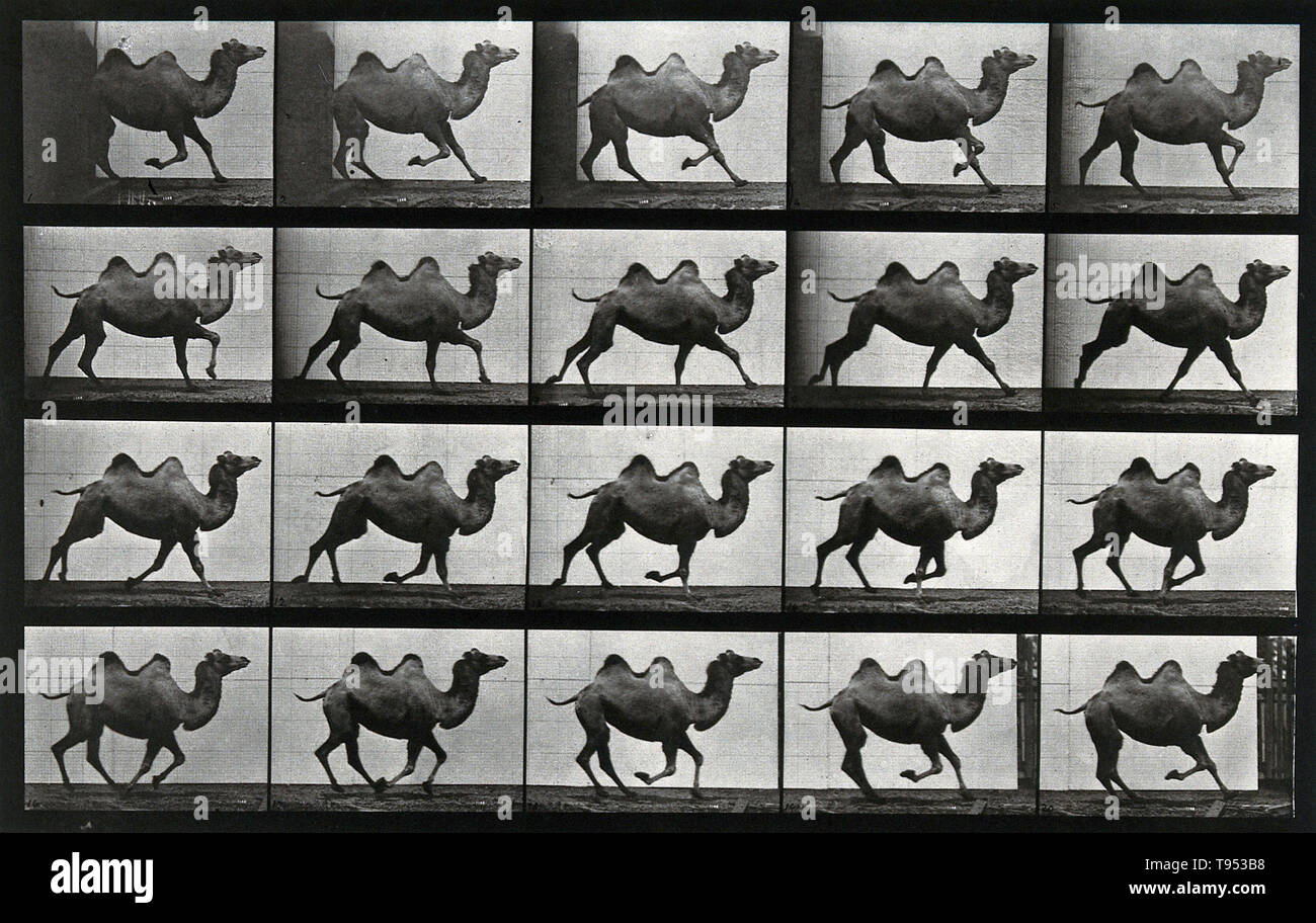 Stop-azione fotografie di un cammello in esecuzione da Eadweard Muybridge (1830-1904). Muybridge era un fotografo inglese conosciuto per il suo lavoro pionieristico in studi fotografici di movimento e in movimento di proiezione dell'immagine. Il suo lavoro pionieristico sulla locomozione animale nel 1877 e 1878 utilizzato di più telecamere per catturare il movimento in stop-azione fotografie. Nel 1880, entrò in un periodo molto fruttuoso presso la University of Pennsylvania in Philadelphia, producendo oltre 100.000 immagini di animali e di esseri umani in motion catturando ciò che l'occhio umano non poteva distinguere come movimenti separati. Foto Stock