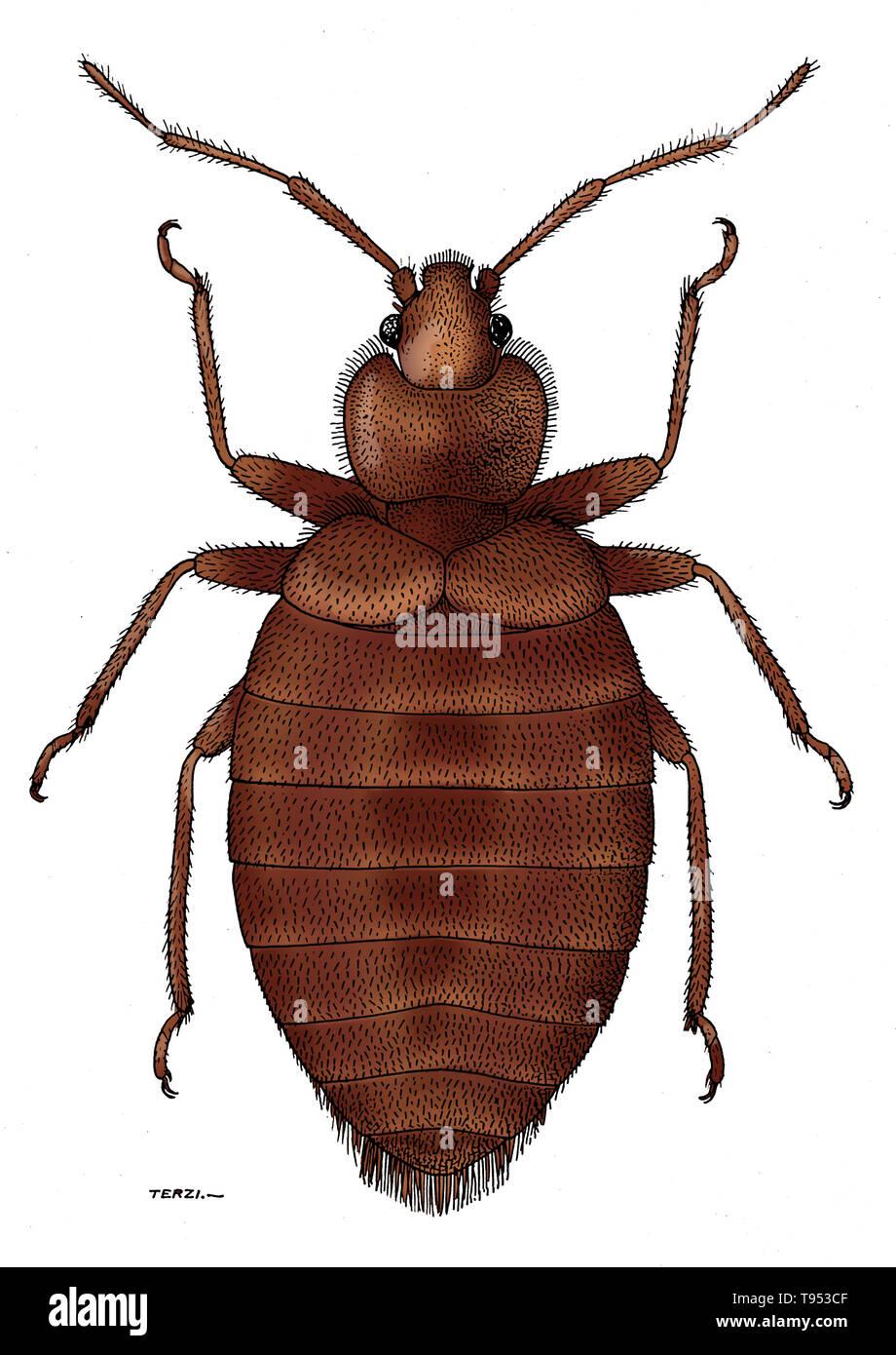 La femmina bedbug tropicale (Lepinotus hemipterus). Penna e inchiostro disegno da A.J.E. Terzi, ca. 1919. Foto Stock