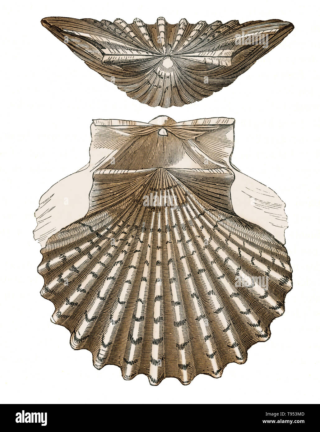 Guscio di Pecten jacobaeus, una dentellatura dal Mare Mediterraneo. Illustrazione da Louis Figuier il mondo prima del diluvio, 1867 edizione americana. Foto Stock