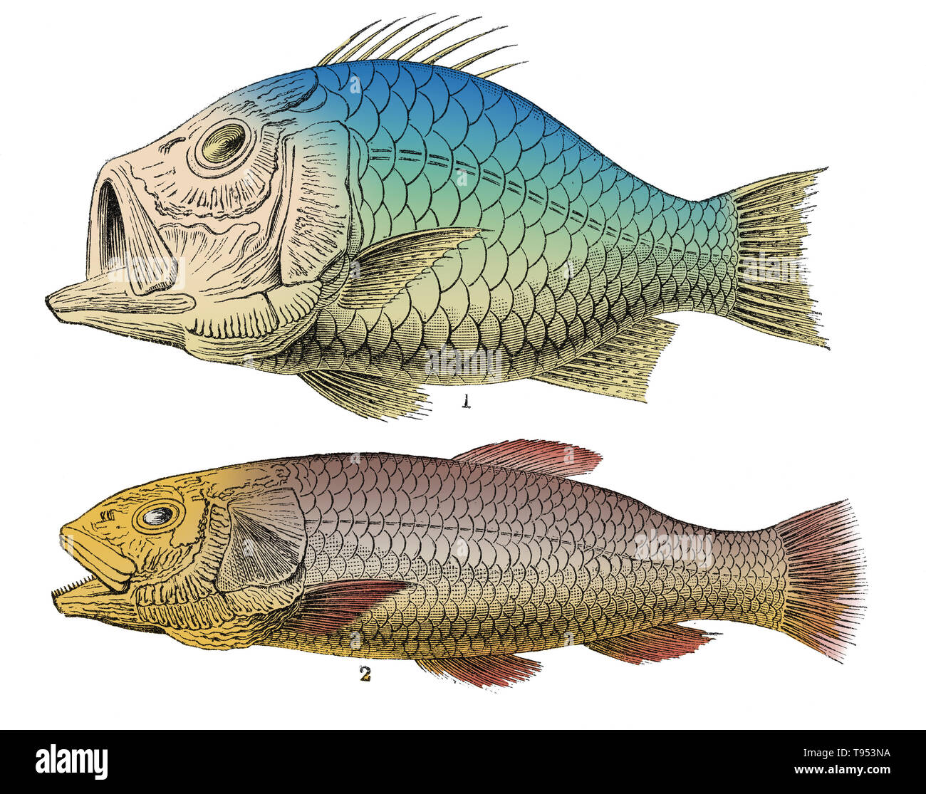 Beryx lewesiensis (top) e mantelli Osmeroides (inferiore), due esempi di pesci ritrovati nel Cretaceo chalk formazioni. Illustrazione da Louis Figuier il mondo prima del diluvio, 1867 edizione americana. Foto Stock