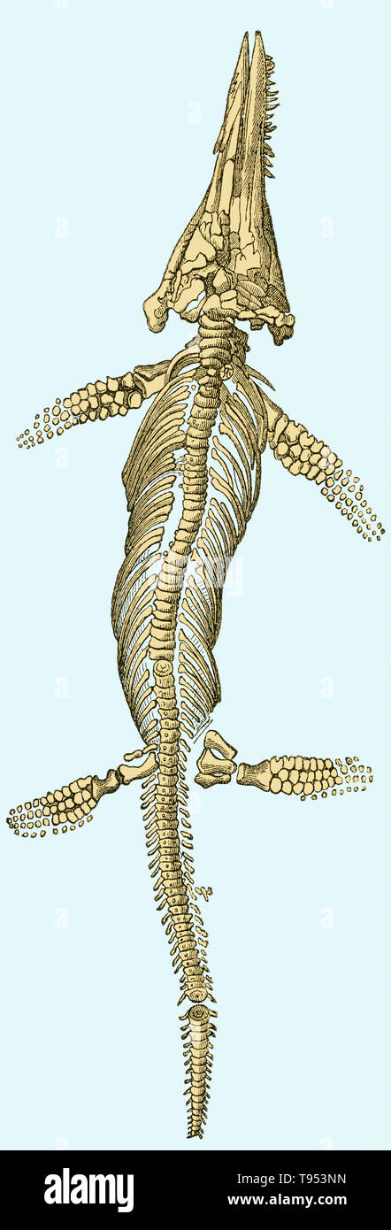 Illustrazione di un ichthyosaur (Ichthyosaurus platydon) da Louis Figuier il mondo prima del diluvio, 1867 edizione americana. Figuier descrive l'Ichthyosaur come avente ''il muso di un focena, la testa di una lucertola, le ganasce e i denti di un coccodrillo, le vertebre di un pesce, lo sterno del ornithorhynchus, le pale di una balena e del tronco e la coda di una quadruped''. Foto Stock