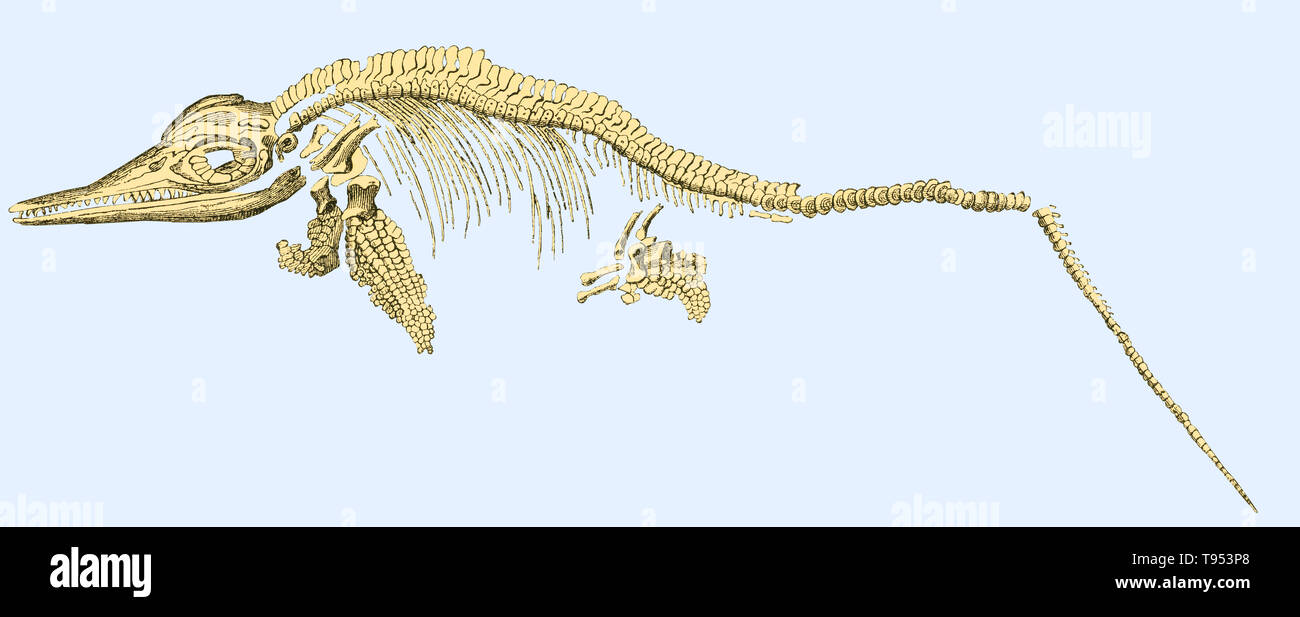 Illustrazione di un fossile ichthyosaur (Ichthyosaurus communis) da Louis Figuier il mondo prima del diluvio, 1867 edizione americana. Ichthyosaurs erano rettili marini con un corpo simile a un delfino. Hanno usato i loro denti conici di alimentazione sui cefalopodi durante il Giurassico. Foto Stock