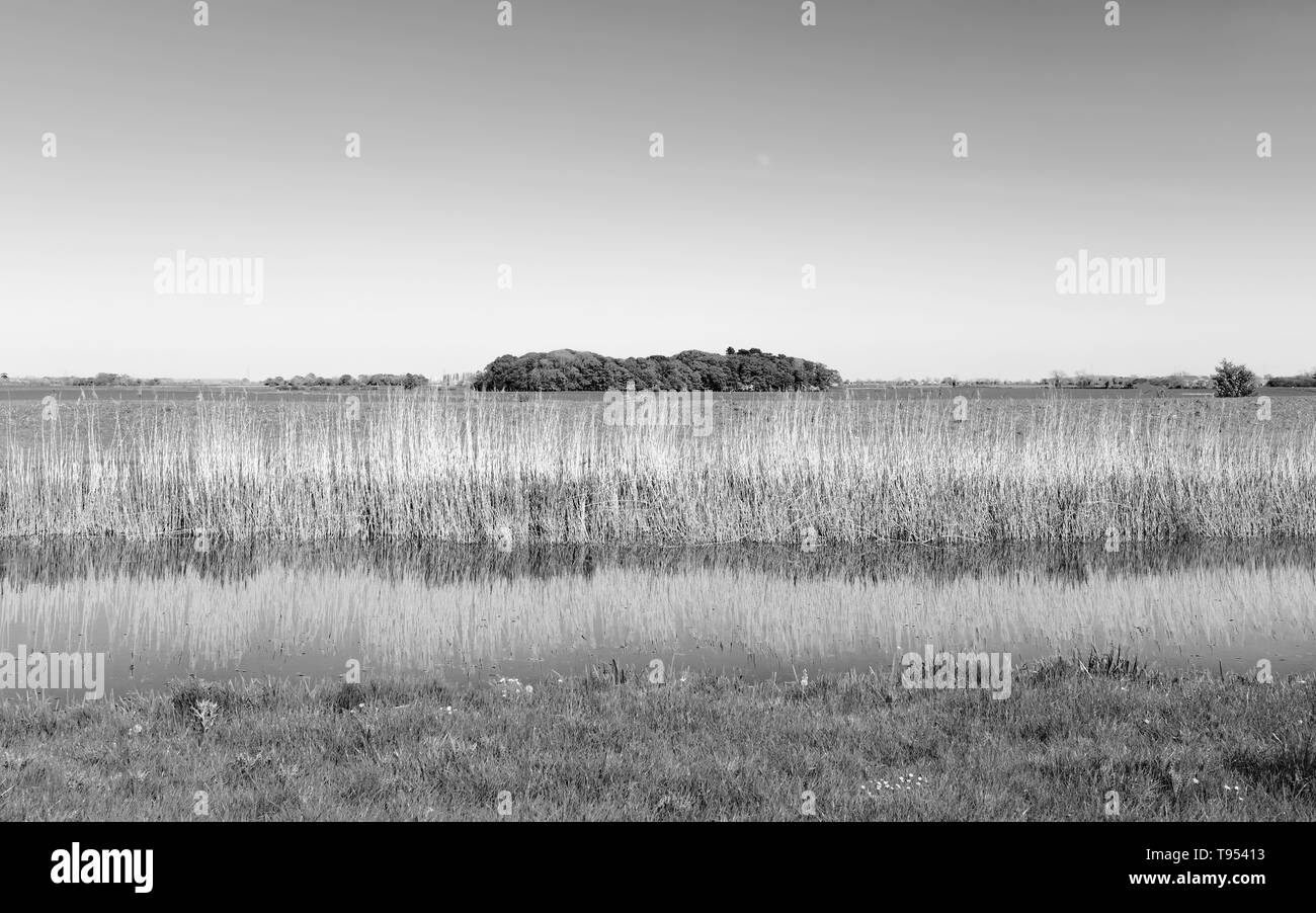 Vista sul fiume scafo con alti giunchi e terreni agricoli in distanza e cluster di alberi sulla luminosa mattina di primavera, Beverley, Yorkshire, Regno Unito. Foto Stock